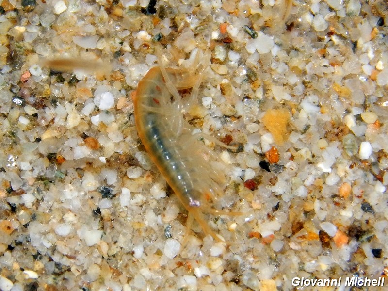 Piccoli crostacei fluviali da ID